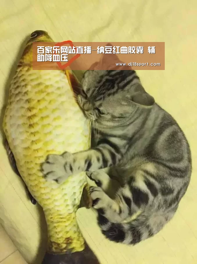 百家乐网站直播